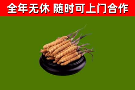 宁波回收冬虫夏草