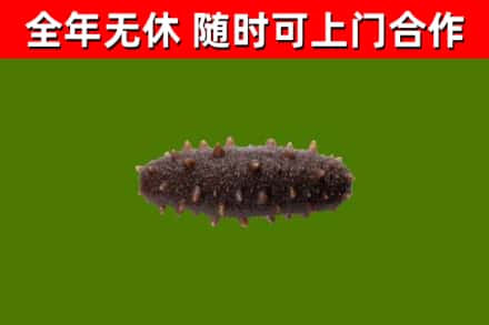 宁波回收海参干